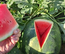 Dabuleni Watermelon